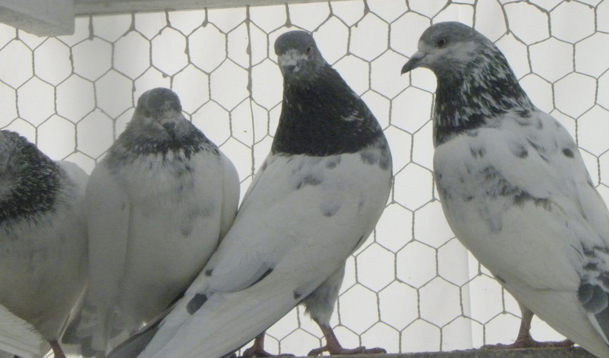 Pigeon Tending On The Rise In New York The World From Prx New kim is two years old and is being de wouwer, meanwhile, has never spent anywhere close to as much for a pigeon. pigeon tending on the rise in new york