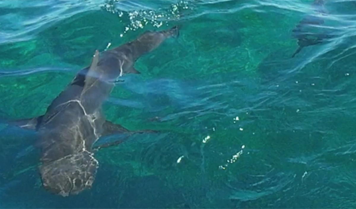 Scientists Repel Sharks to Save Them The World from PRX