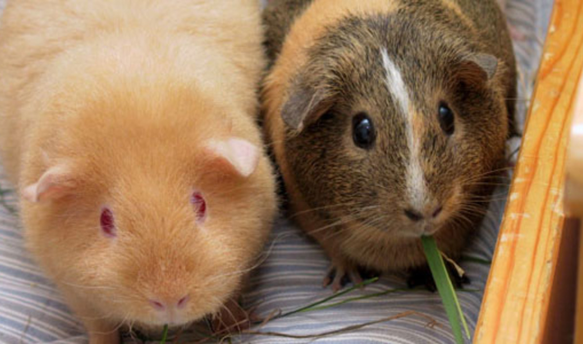 Rent a Guinea Pig in Switzerland The World from PRX