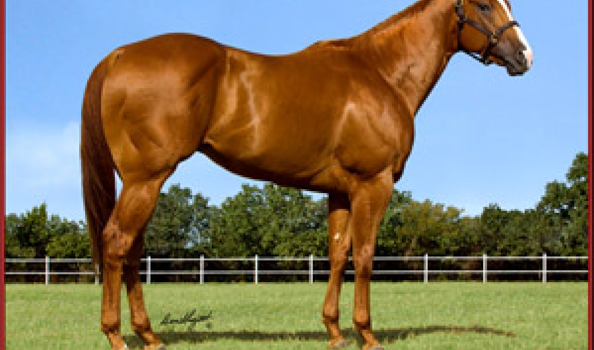 Mexican Drug Cartel's Connection to US Horse Racing The World from PRX