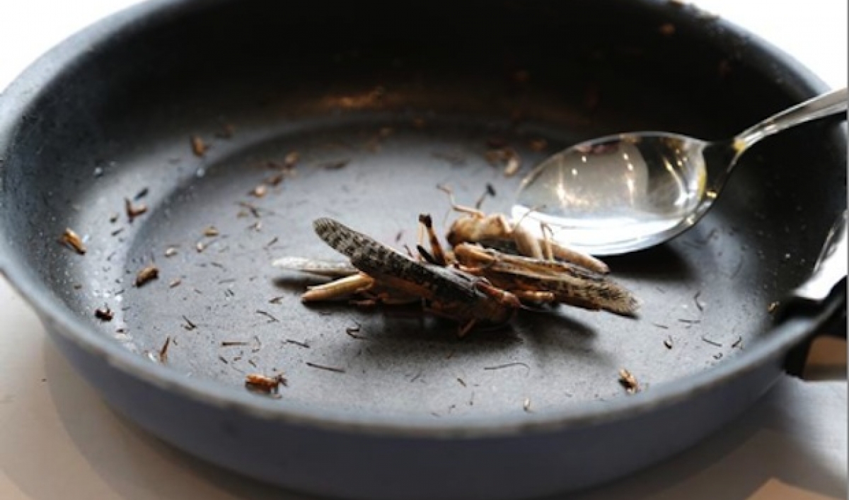 Locusts Agricultural Menace and Kosher Snack The World from PRX