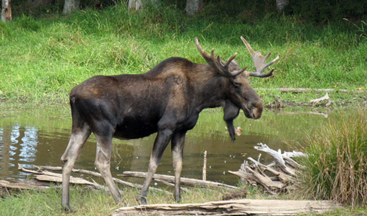 Declining moose population in upper Midwest may be due to climate change The World from PRX