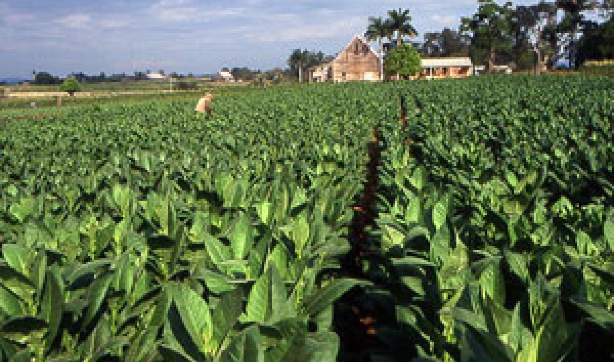 Culture and agriculture in Cuba The World from PRX
