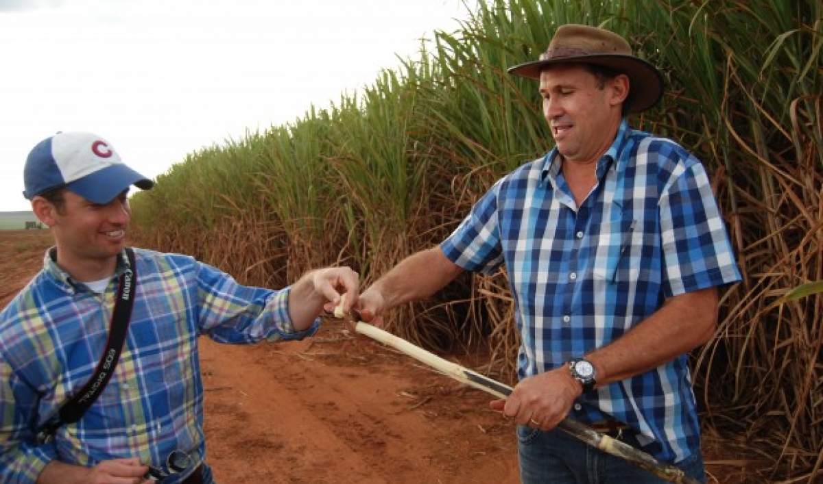 Efforts to Reinvigorate Sugar Ethanol for Cars in Brazil The World