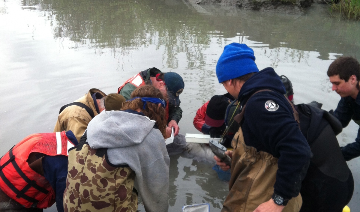 Fish restoration project complicated affair on Washington's Elwha River