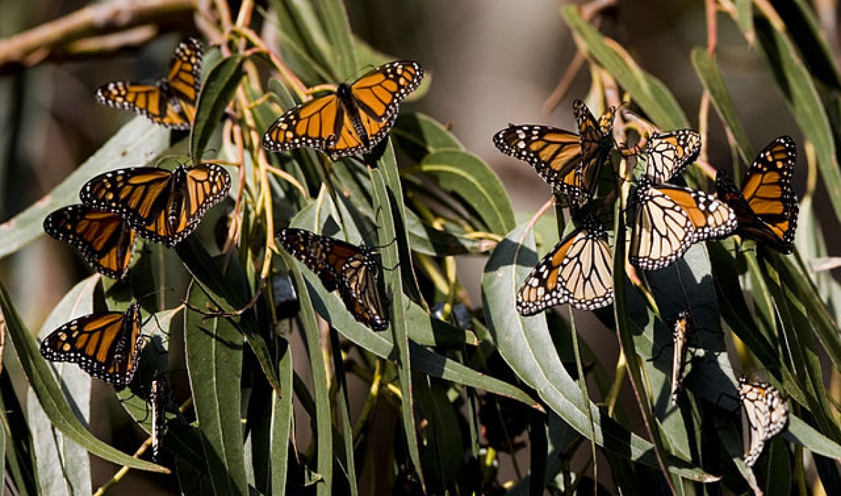 Monarch butterflies threatened by loss of habitat The World from PRX
