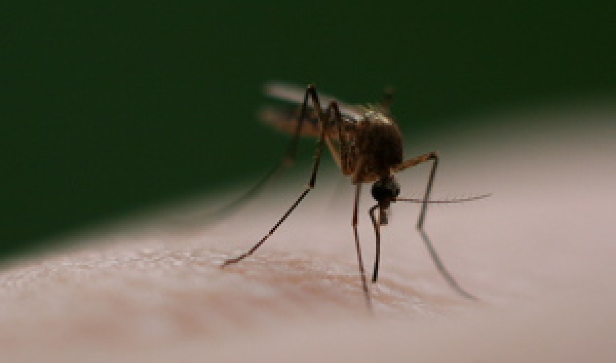 Drugresistant malaria in Cambodia The World from PRX