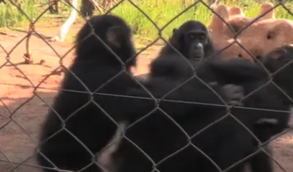 VIDEO A sanctuary in the Congo takes in orphaned chimpanzees The