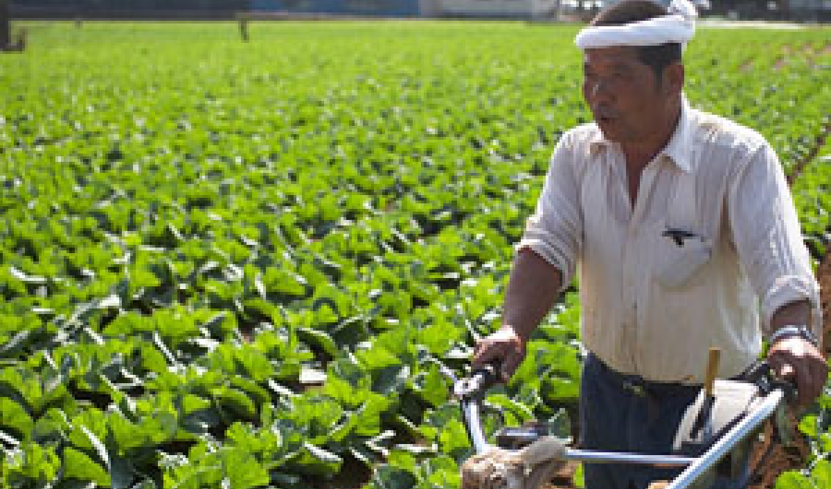 Japanese salarymen on the farm Public Radio International