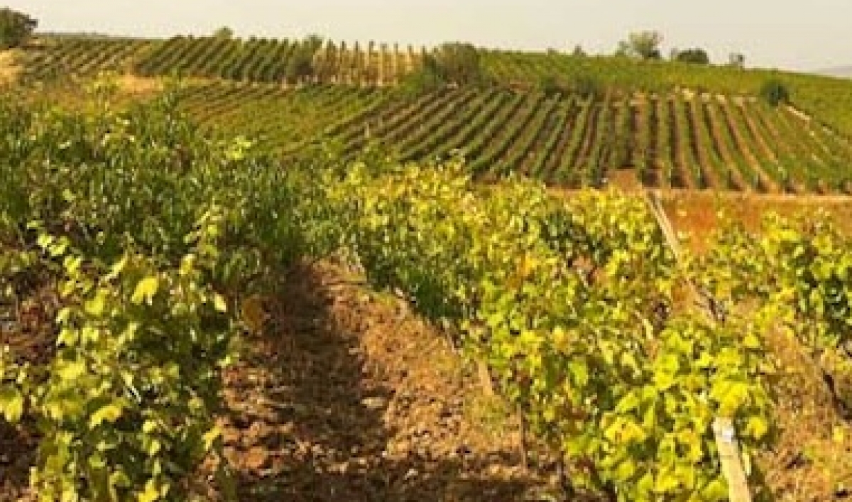 The next trendy wine destination Kosovo? The World from PRX