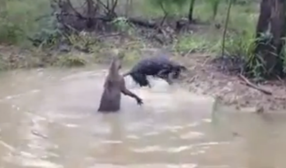 Kangaroo fights dog (in water) in Australia (VIDEO) The World from PRX