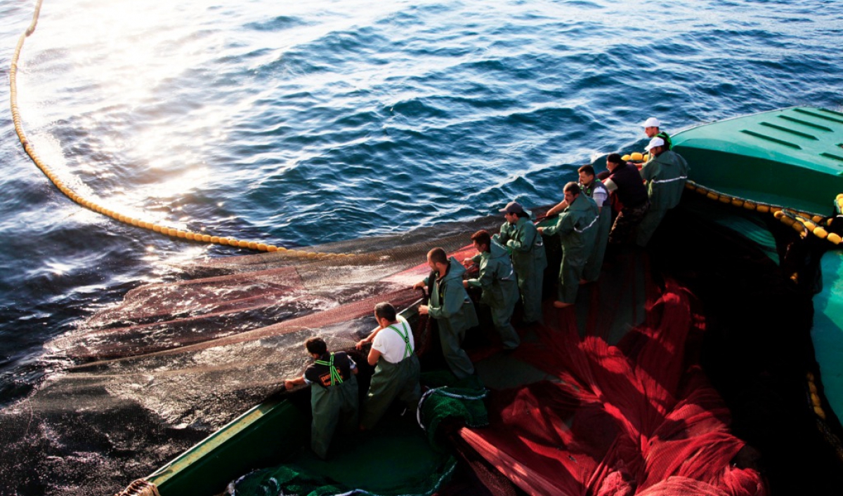 There aren't always more fish in this sea | The World from PRX