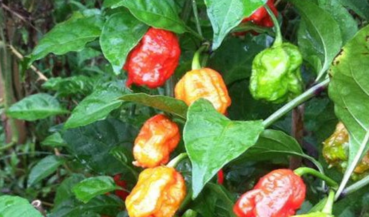 Carolina Reaper pepper looks to burn a hole through your stomach The