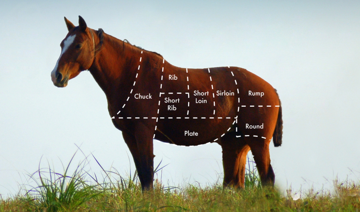 How to cook your horse Public Radio International