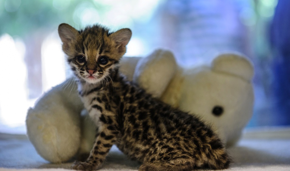 New species of wildcat found in Brazil The World from PRX