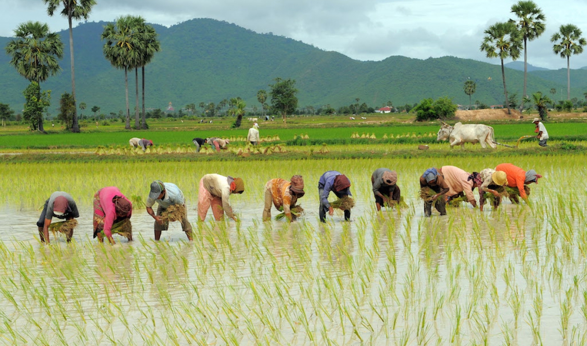 What Its Like To Be A Rice Farmer Public Radio International