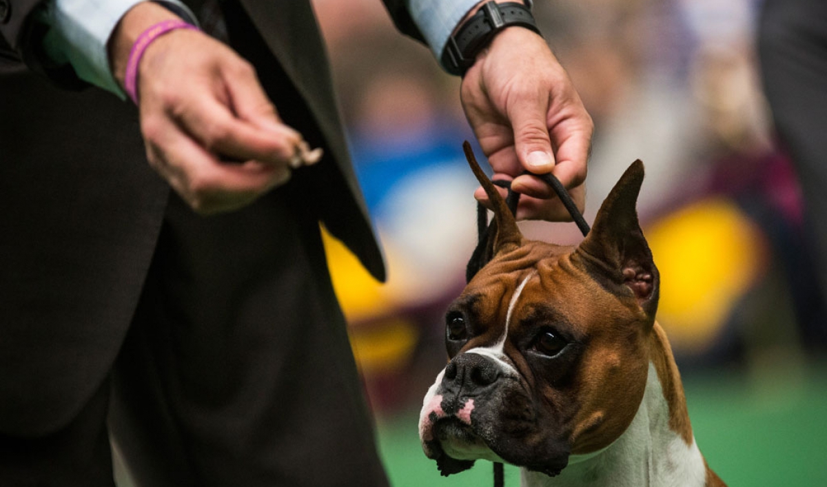 Westminster Kennel Club ready to declare best in show The World from PRX