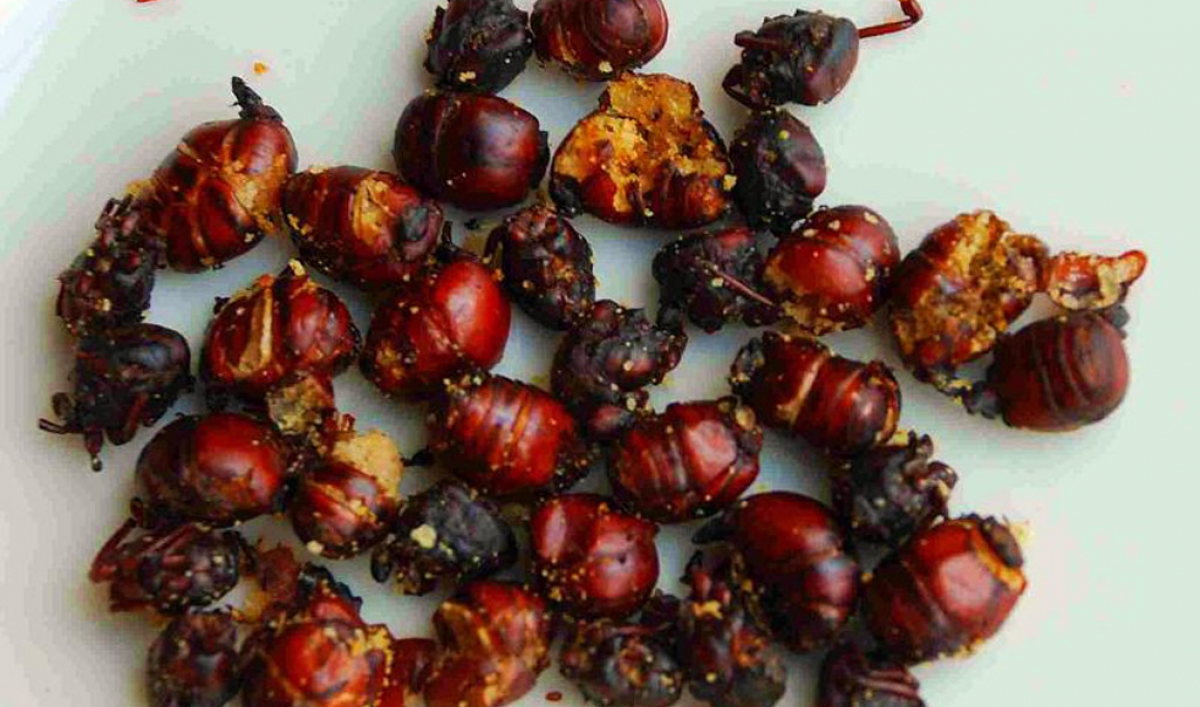 5 Edible Latin American Bugs The World From PRX holiday-eating-disorder-resources-anad-national-association-of