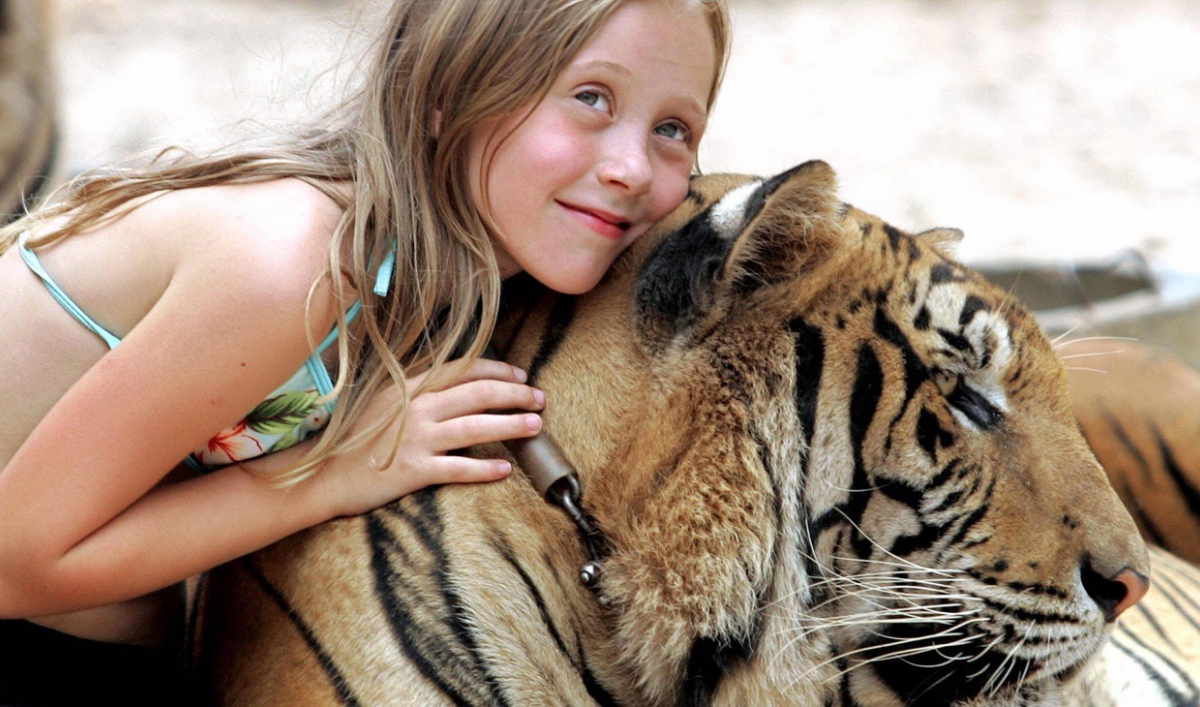 tiger cuddly