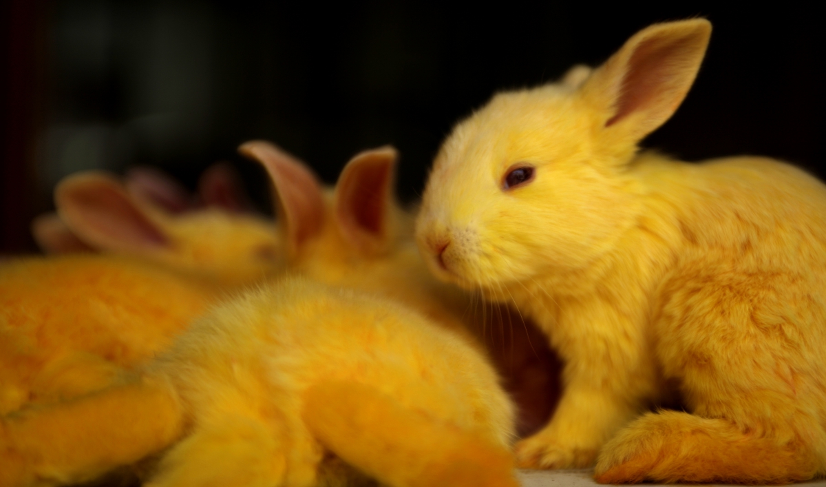 Florida man Reginald Owen Sear to get 2 years for killing bunny rabbits