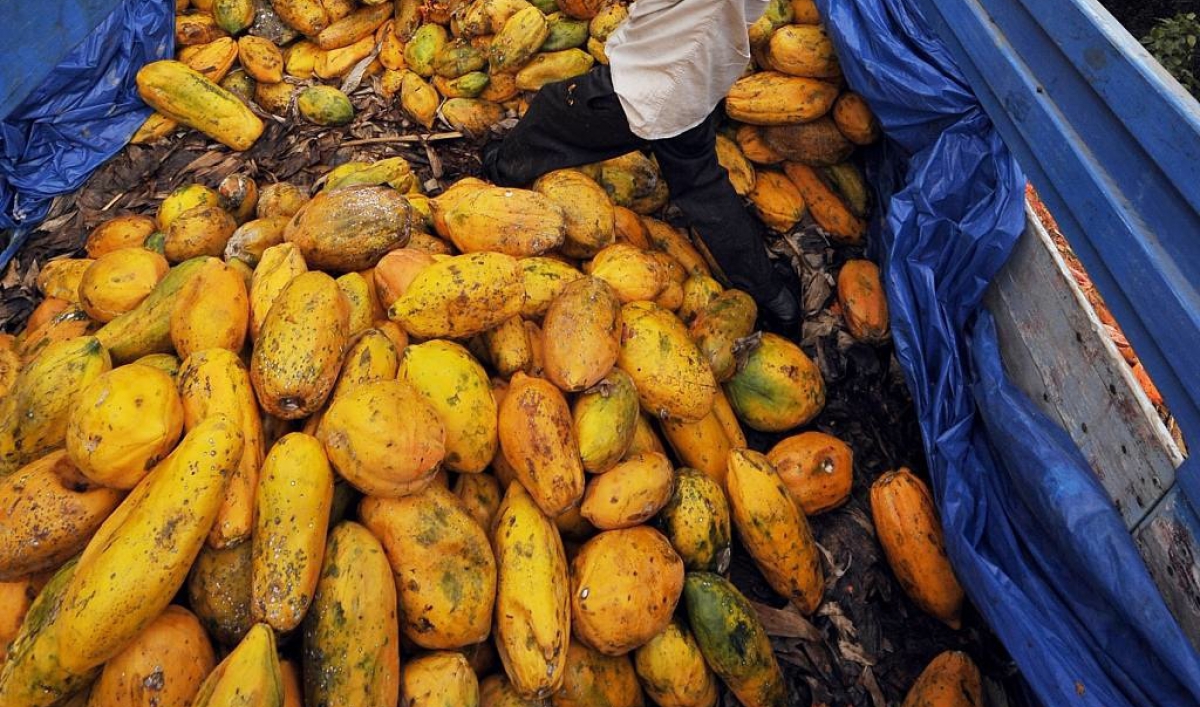 Mexican papayas recalled The World from PRX