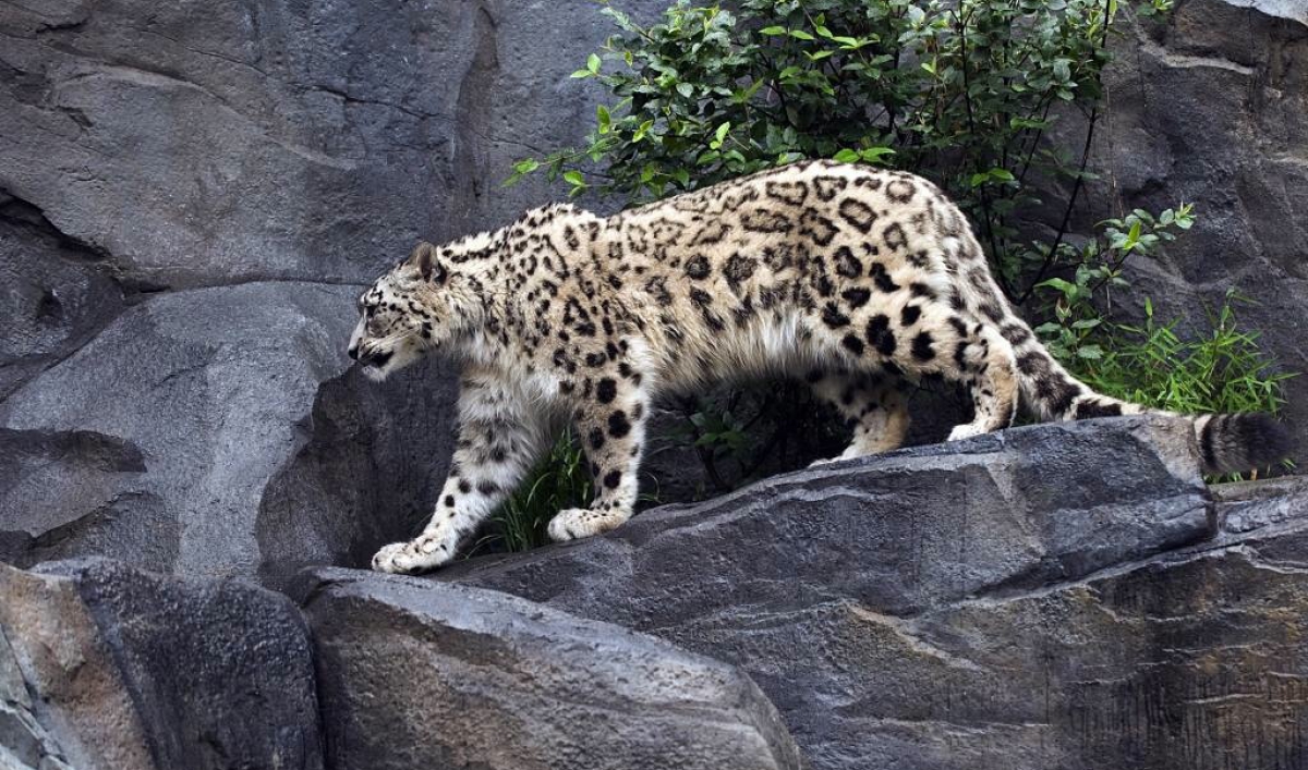 Severely endangered snow leopard found in remote Afghanistan | The