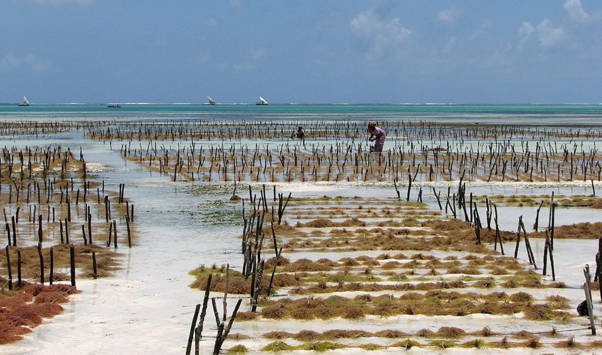 As the seaweed industry booms, how can we farm seaweed more sustainably