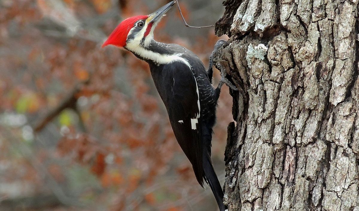 What the ayeaye and the woodpecker can tell us about how evolution works