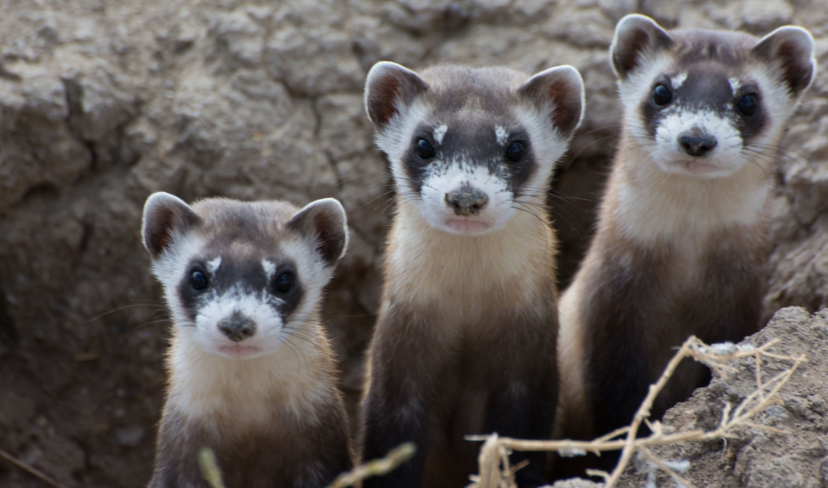 The Black Footed Ferret Is Making A Comeback In The Great Plains