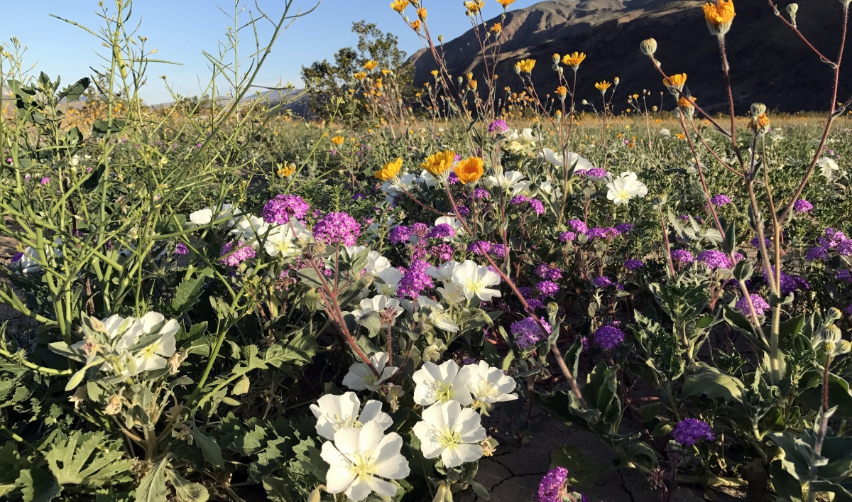 Here are a few ways to make the most of wildflower season The World