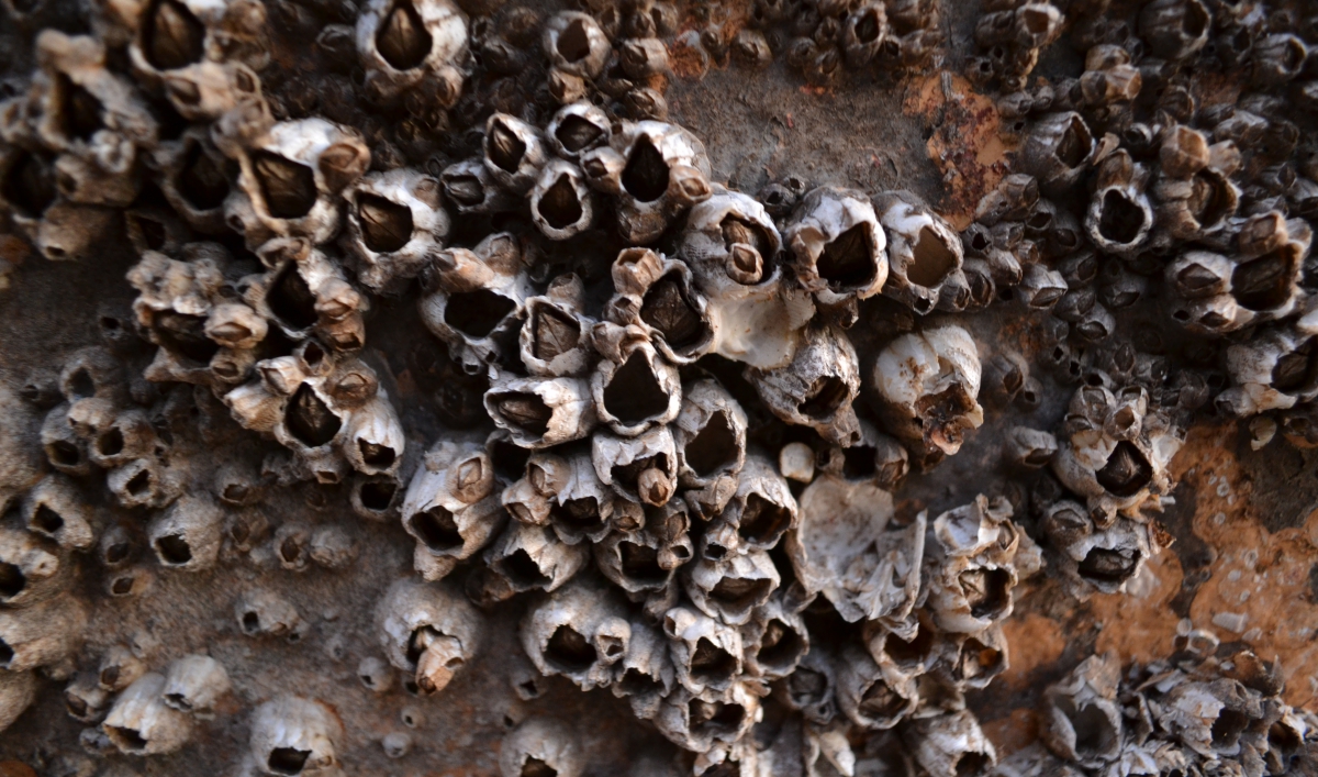 barnacles could help unlock the mystery of malaysia help to manage my money