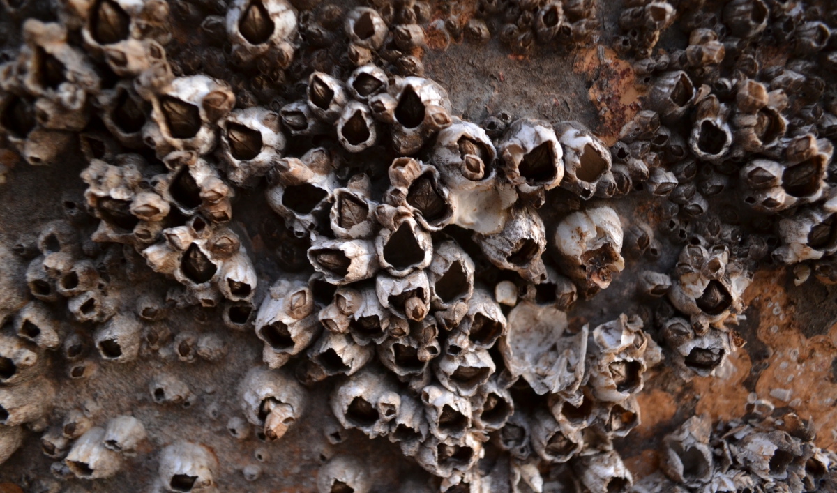 Barnacles could help unlock the mystery of Malaysia ...