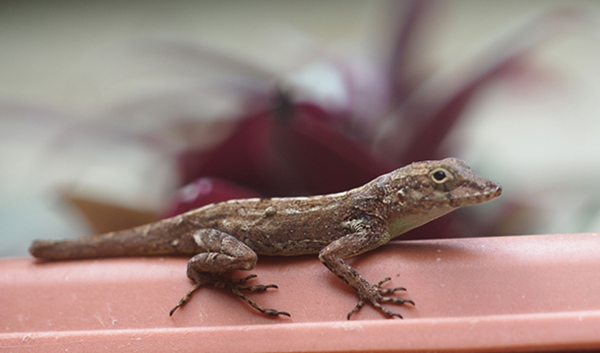 A little lizard in Puerto Rico is adapting quickly to bigcity life