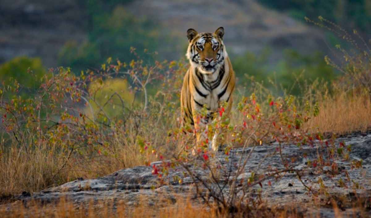 Photographer Art Wolfe ventures into thick bamboo forest to get the