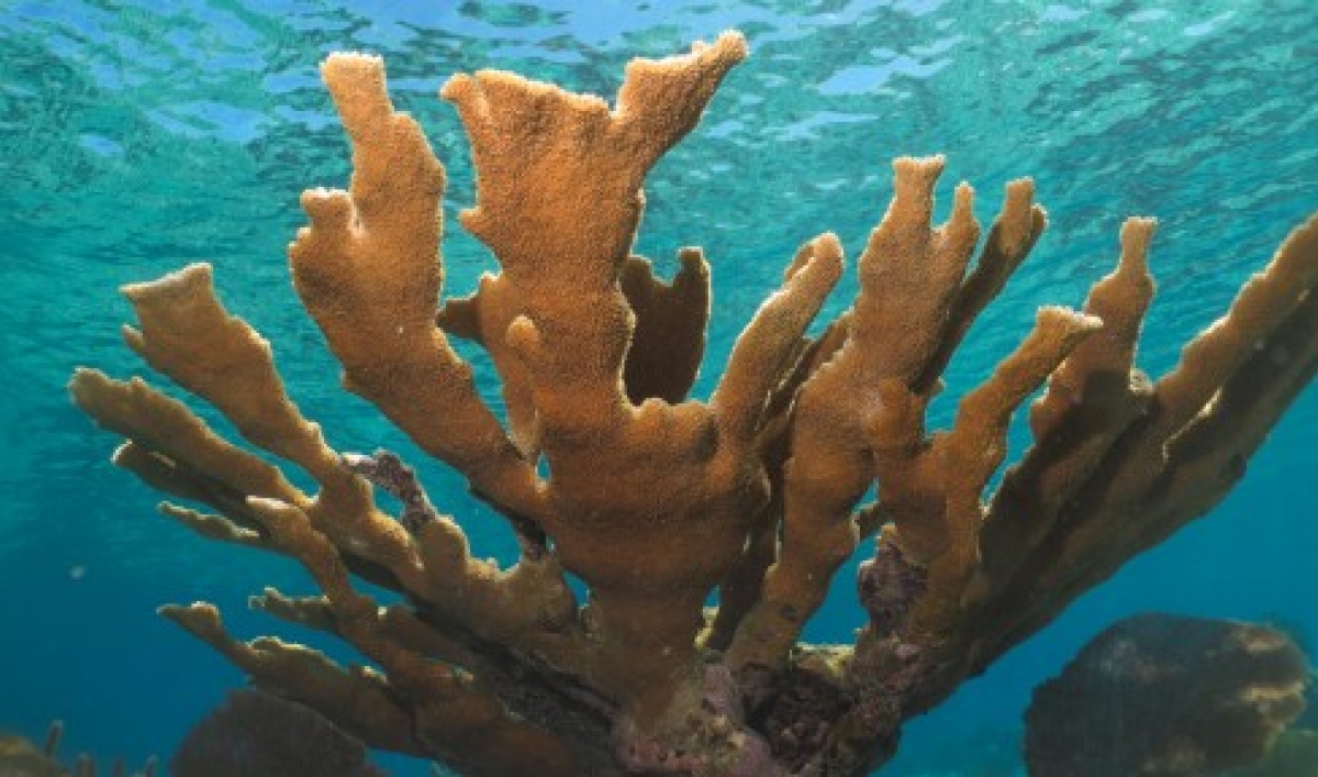 All over the world, coral reefs are dying at an alarming rate, except in one place: Cuba.