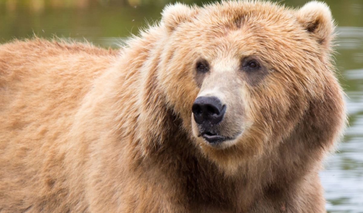 Congress repeals a regulation limiting hunting in Alaska's wildlife