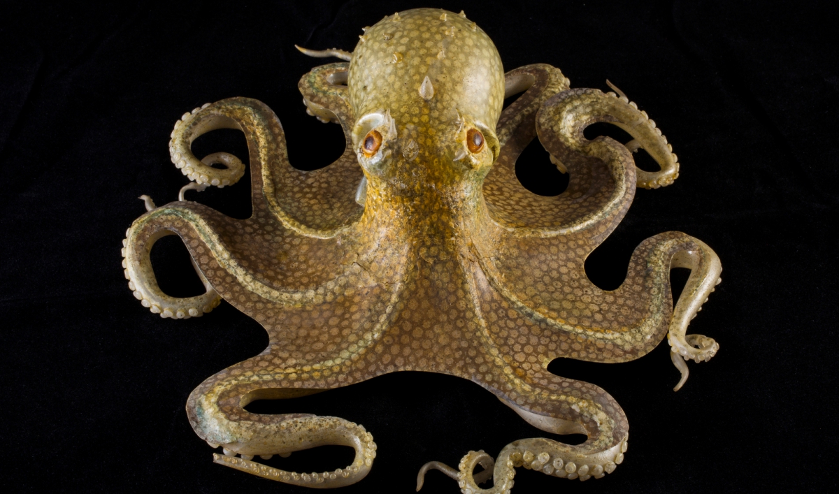 These Intricately Designed Glass Sea Creatures Served An Important Educational Purpose