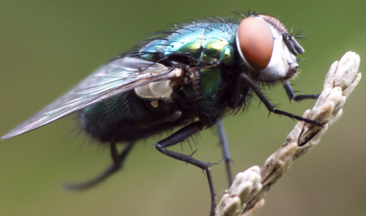 The Secret Lives of Flies' provides insight into the diversity of