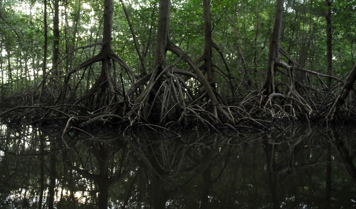 Mangroves After Typhoon Haiyan