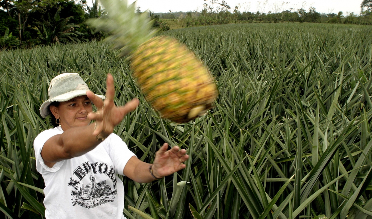 Poisonous pineapples? The World from PRX