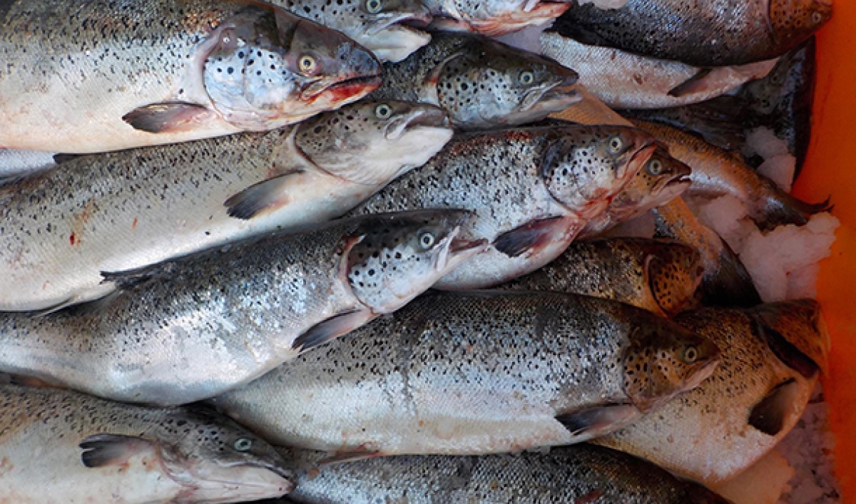 Thousands of Atlantic salmon escape into Pacific Northwest waters The