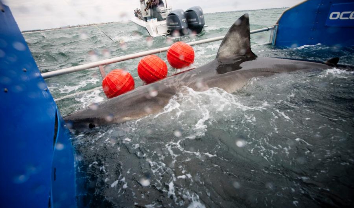 A Great White Shark Was Tagged Off The Coast Of Florida In 2013 And Has Since Gathered Fans Along Her 20 000 Mile Journey<script async src=
