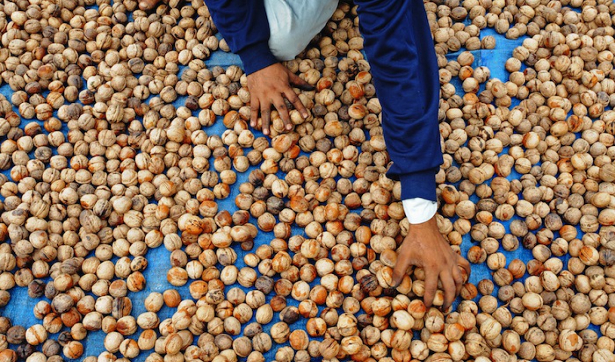 Walnuts may improve men's sperm quality, study finds The World from PRX