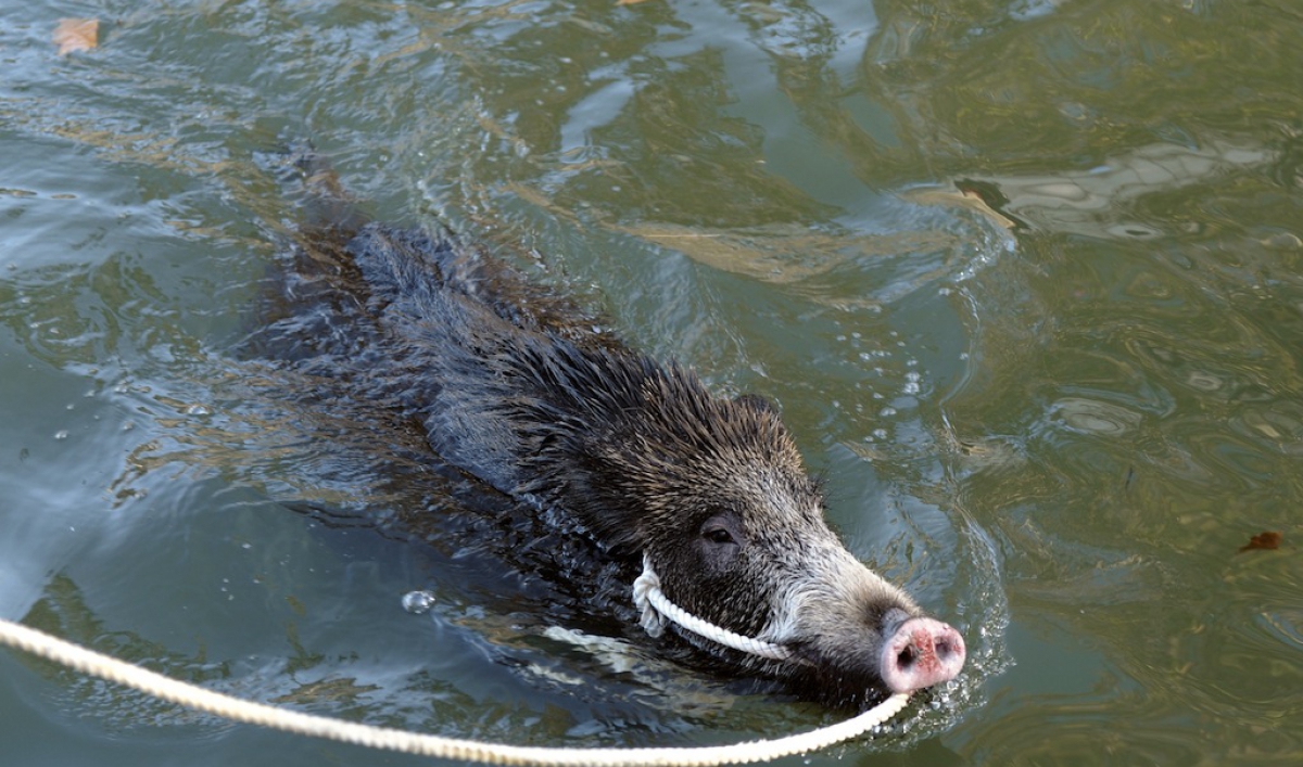 Mexico fights invasion of wild boars from Texas The World from PRX