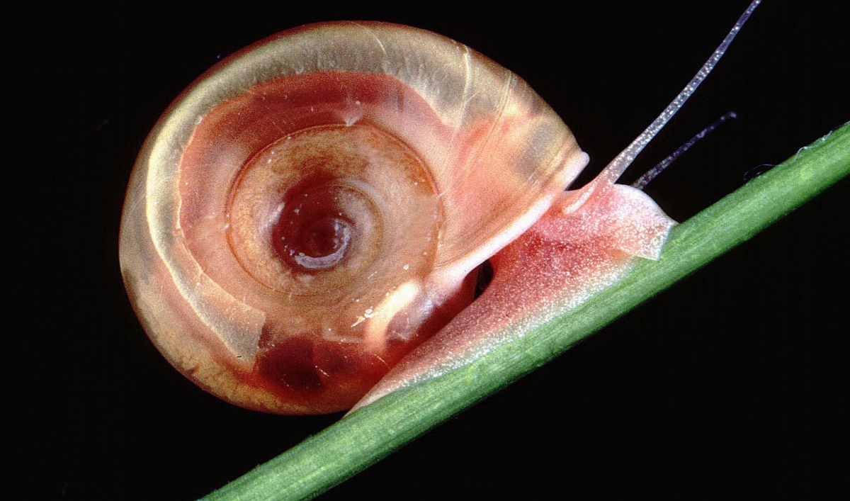 Schistosomiasis snail species - Schistosomiasis snail