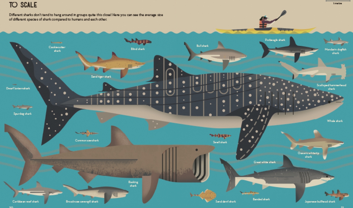 Whale Shark Size Comparison Chart
