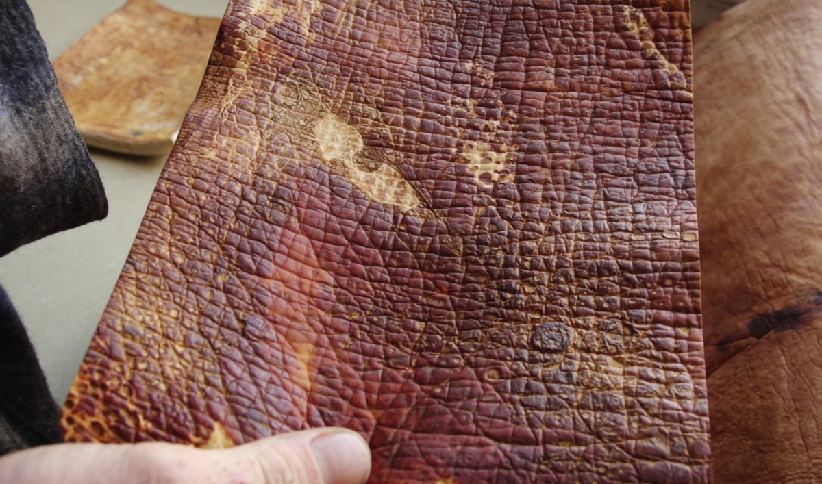 fungus on leather sofa