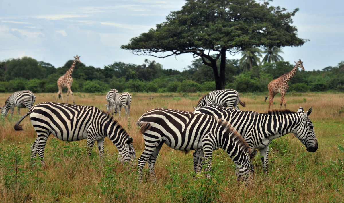 A new explanation for how zebras got their stripes The World from PRX