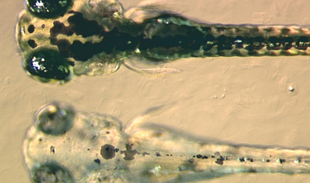 Zebrafish illuminate the effects of environmental pollution The World