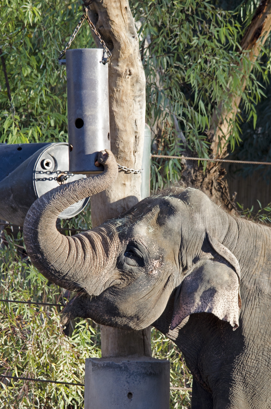 An elephant at the Phoenix Zoo getting a snack from a puzzle feeder. An elephant at the Phoenix Zoo getting a snack from a puzzle feeder.
